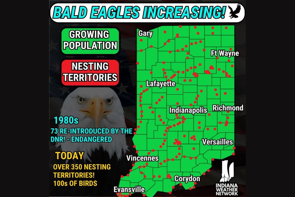 Bald Eagles Make a Remarkable Comeback Across Indiana as Confirmed Nesting Territories Surge From Just Five to Over 350 Statewide Since 1991