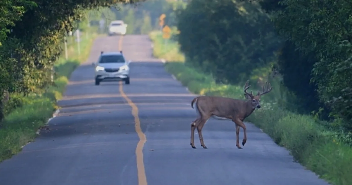 Kentucky Logs 3,411 Deer Crashes in 2025, the Highest Total in Seven Years, as Officials Warn Drivers to Slow Down During Fall Mating Season