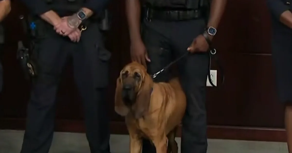 Police Dog in Maryland Woodland Tracks Missing Boy to Safety After Search Teams Lost Sight of Him Near Ellicott City, Ending a Tense Overnight Search